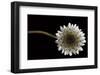 Solitary Blossom-David Lorenz Winston-Framed Art Print