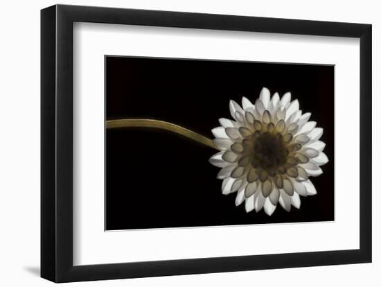 Solitary Blossom-David Lorenz Winston-Framed Art Print