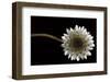 Solitary Blossom-David Lorenz Winston-Framed Art Print