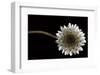Solitary Blossom-David Lorenz Winston-Framed Art Print