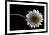 Solitary Blossom-David Lorenz Winston-Framed Giclee Print