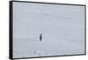 Solitary Emperor Penguin-DLILLC-Framed Stretched Canvas