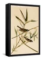 Solitary Fly Catcher or Vireo-John James Audubon-Framed Stretched Canvas