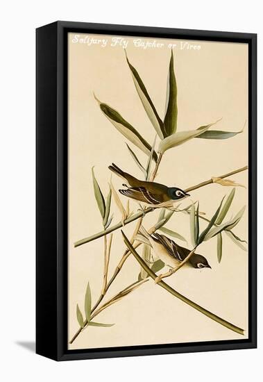 Solitary Fly Catcher or Vireo-John James Audubon-Framed Stretched Canvas