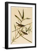 Solitary Fly Catcher or Vireo-John James Audubon-Framed Art Print