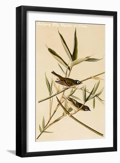 Solitary Fly Catcher or Vireo-John James Audubon-Framed Art Print
