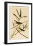 Solitary Fly Catcher or Vireo-John James Audubon-Framed Art Print