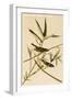 Solitary Fly Catcher or Vireo-John James Audubon-Framed Art Print