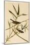Solitary Fly Catcher or Vireo-John James Audubon-Mounted Art Print