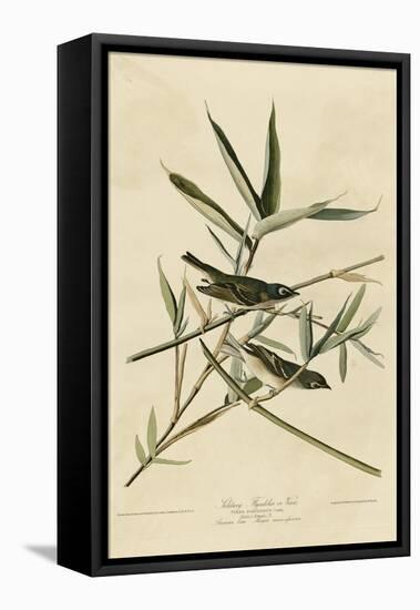 Solitary Flycatcher-null-Framed Stretched Canvas