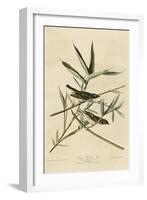 Solitary Flycatcher-null-Framed Giclee Print