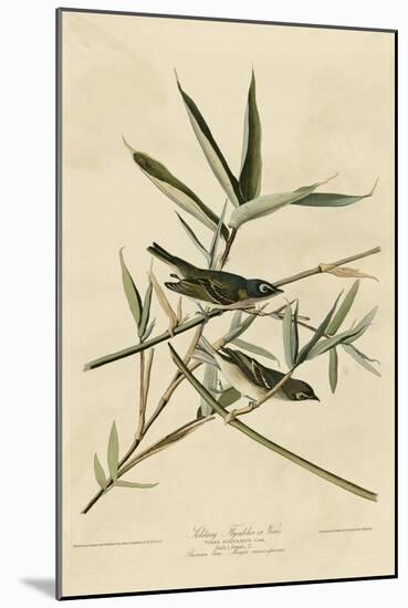 Solitary Flycatcher-null-Mounted Giclee Print