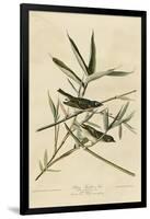 Solitary Flycatcher-null-Framed Giclee Print