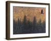 Solitary Goose-W Johnson James-Framed Giclee Print