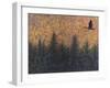 Solitary Goose-W Johnson James-Framed Giclee Print