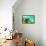 Solitary Manatee Swimming in the Weeki Wachee River, Florida-James White-Framed Stretched Canvas displayed on a wall