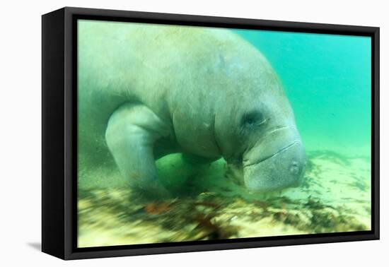 Solitary Manatee Swimming in the Weeki Wachee River, Florida-James White-Framed Stretched Canvas