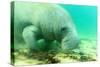 Solitary Manatee Swimming in the Weeki Wachee River, Florida-James White-Stretched Canvas