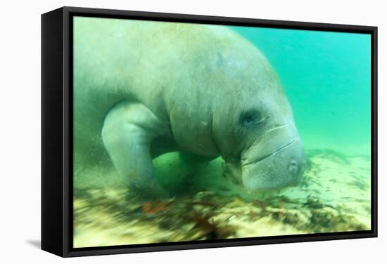 Solitary Manatee Swimming in the Weeki Wachee River, Florida-James White-Framed Stretched Canvas