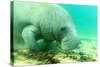 Solitary Manatee Swimming in the Weeki Wachee River, Florida-James White-Stretched Canvas