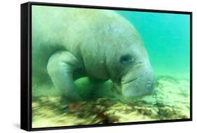 Solitary Manatee Swimming in the Weeki Wachee River, Florida-James White-Framed Stretched Canvas