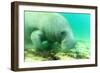 Solitary Manatee Swimming in the Weeki Wachee River, Florida-James White-Framed Photographic Print