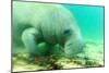 Solitary Manatee Swimming in the Weeki Wachee River, Florida-James White-Mounted Photographic Print