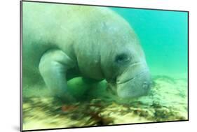 Solitary Manatee Swimming in the Weeki Wachee River, Florida-James White-Mounted Photographic Print