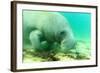 Solitary Manatee Swimming in the Weeki Wachee River, Florida-James White-Framed Photographic Print