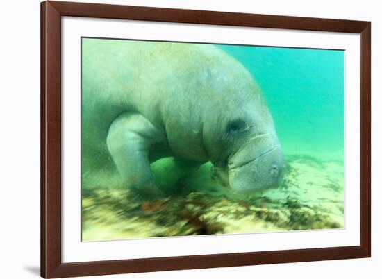 Solitary Manatee Swimming in the Weeki Wachee River, Florida-James White-Framed Photographic Print