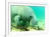 Solitary Manatee Swimming in the Weeki Wachee River, Florida-James White-Framed Photographic Print