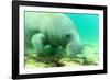 Solitary Manatee Swimming in the Weeki Wachee River, Florida-James White-Framed Photographic Print