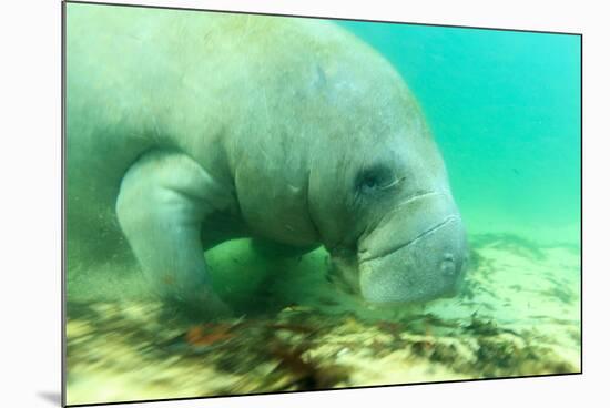 Solitary Manatee Swimming in the Weeki Wachee River, Florida-James White-Mounted Photographic Print