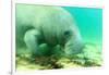 Solitary Manatee Swimming in the Weeki Wachee River, Florida-James White-Framed Photographic Print