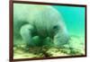 Solitary Manatee Swimming in the Weeki Wachee River, Florida-James White-Framed Photographic Print