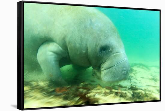 Solitary Manatee Swimming in the Weeki Wachee River, Florida-James White-Framed Stretched Canvas