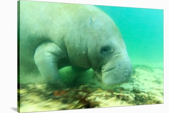 Solitary Manatee Swimming in the Weeki Wachee River, Florida-James White-Stretched Canvas