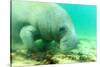 Solitary Manatee Swimming in the Weeki Wachee River, Florida-James White-Stretched Canvas