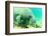 Solitary Manatee Swimming in the Weeki Wachee River, Florida-James White-Framed Photographic Print