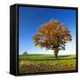 Solitary Oak in Autumn, Field with Rape Winter Seed, Burgenlandkreis, Saxony-Anhalt, Germany-Andreas Vitting-Framed Stretched Canvas