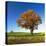 Solitary Oak in Autumn, Field with Rape Winter Seed, Burgenlandkreis, Saxony-Anhalt, Germany-Andreas Vitting-Stretched Canvas