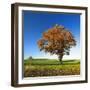 Solitary Oak in Autumn, Field with Rape Winter Seed, Burgenlandkreis, Saxony-Anhalt, Germany-Andreas Vitting-Framed Photographic Print