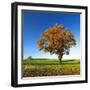 Solitary Oak in Autumn, Field with Rape Winter Seed, Burgenlandkreis, Saxony-Anhalt, Germany-Andreas Vitting-Framed Photographic Print