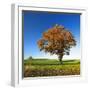 Solitary Oak in Autumn, Field with Rape Winter Seed, Burgenlandkreis, Saxony-Anhalt, Germany-Andreas Vitting-Framed Photographic Print