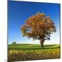 Solitary Oak in Autumn, Field with Rape Winter Seed, Burgenlandkreis, Saxony-Anhalt, Germany-Andreas Vitting-Mounted Photographic Print