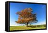 Solitary Oak in Autumn Forest, Foliage Is Blown by the Wind, Harz, Near Hasselfelde, Saxony-Anhalt-Andreas Vitting-Framed Stretched Canvas