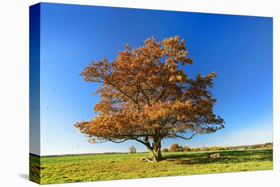 Solitary Oak in Autumn Forest, Foliage Is Blown by the Wind, Harz, Near Hasselfelde, Saxony-Anhalt-Andreas Vitting-Stretched Canvas