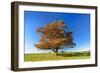 Solitary Oak in Autumn Forest, Foliage Is Blown by the Wind, Harz, Near Hasselfelde, Saxony-Anhalt-Andreas Vitting-Framed Photographic Print