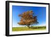 Solitary Oak in Autumn Forest, Foliage Is Blown by the Wind, Harz, Near Hasselfelde, Saxony-Anhalt-Andreas Vitting-Framed Photographic Print