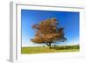 Solitary Oak in Autumn Forest, Foliage Is Blown by the Wind, Harz, Near Hasselfelde, Saxony-Anhalt-Andreas Vitting-Framed Photographic Print